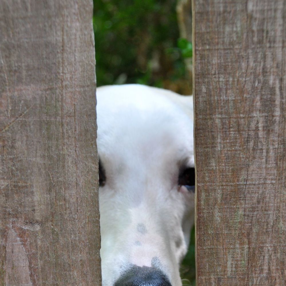 Meet your Posher, Sunny